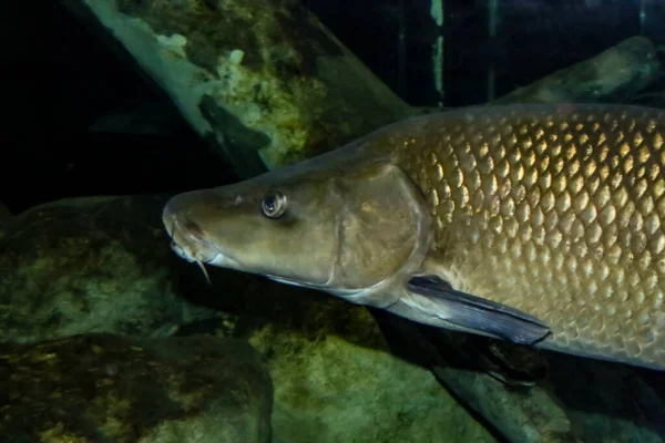 Iberian Barbel Head Luciobarbus Comizo Freshwater Fish Endemic South Iberian — Stock Photo, Image