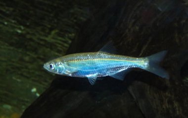 Common Bleak, Alburnus alburnus, İspanya 'daki Guadiana nehrinden. Cyprinid ailesinin küçük tatlı su kabuklu balığıdır..