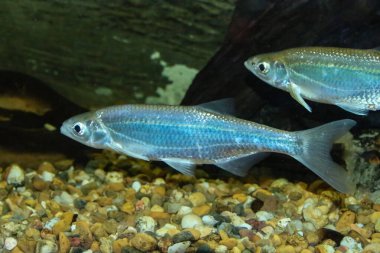 Common Bleak, Alburnus alburnus, İspanya 'daki Guadiana nehrinden. Cyprinid ailesinin küçük tatlı su kabuklu balığıdır..