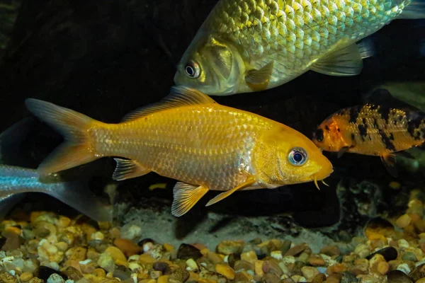 The common carp or European carp (Cyprinus carpio) a golden young specimen. It is a widespread freshwater fish of eutrophic waters in Europe and Asia.