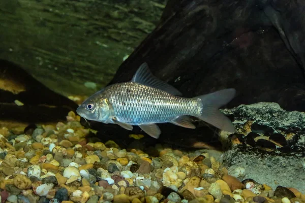 Der Gemeine Karpfen Cyprinus Carpio Ist Ein Junges Exemplar Ist — Stockfoto