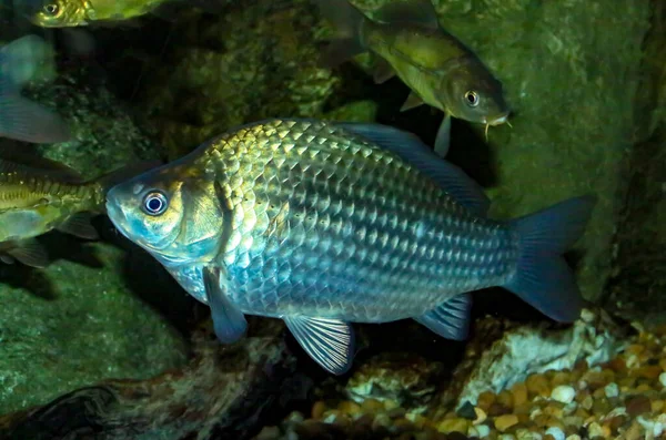 Goudvis Carassius Auratus Met Zijn Natuurlijke Kleuren Het Wild Cyprinidae — Stockfoto