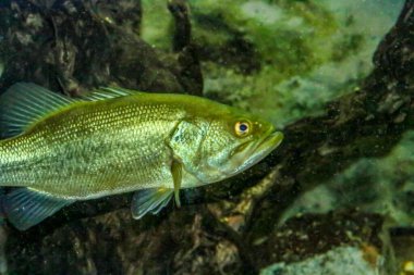 Largemouth Bass (Micropterus salmoides), Guadiana Nehri 'nde (İspanya ve Portekiz) egzotik bir tür. Kuzey Amerika 'nın orta ve doğu bölgelerine özgü siyah levrek türüdür..
