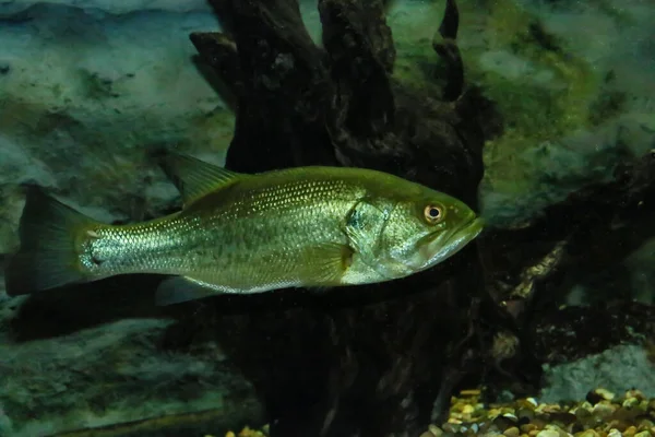 Largemouth Bass Micropterus Salmoides Экзотический Вид Реке Гвадиана Испания Португалия — стоковое фото