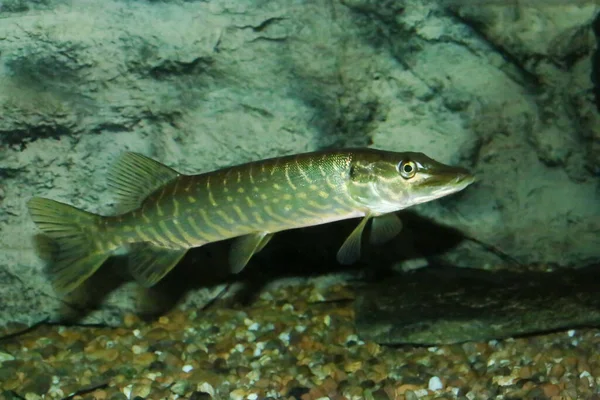 Esox Lucius Una Especie Peces Carnívoros Especies Exóticas Río Guadiana — Foto de Stock