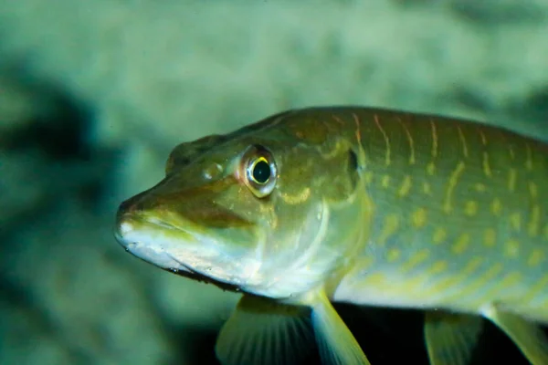 Esox Lucius Вид Ясоїдних Риб Екзотичних Видів Річці Гвадіана Іспанія — стокове фото