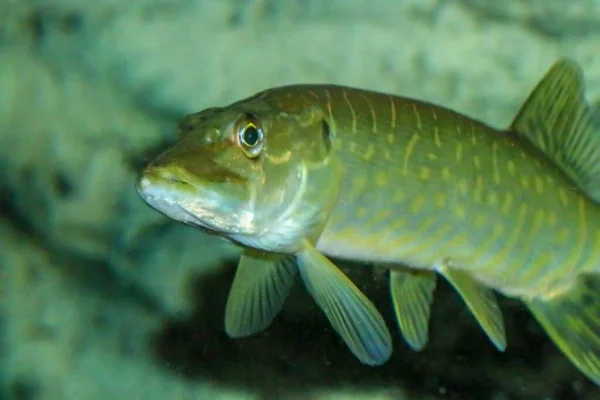 北方梭鱼 Esox Lucius 是一种肉食性鱼类 是瓜地那河 西班牙和葡萄牙 的外来物种 它们是北半球咸咸的淡水的典型特征 — 图库照片