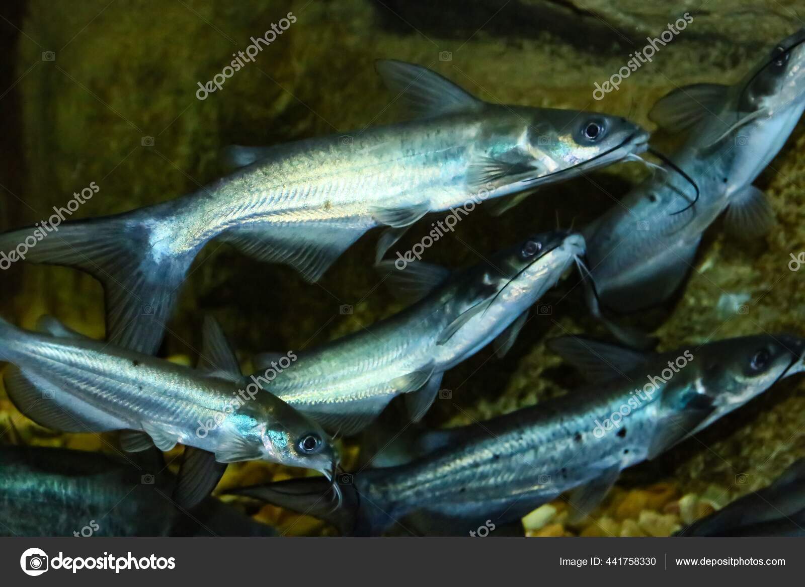 Channel Cat Stock Photos Royalty Free Channel Cat Images Depositphotos