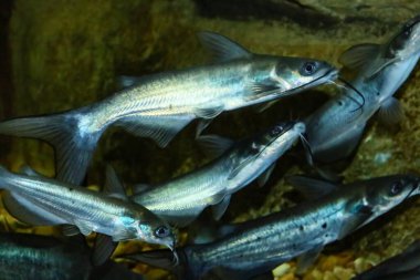 Kanal yayın balığı (Ictalurus punctatus), İspanya 'da istilacı bir tür. Kanal yayın balığı Kuzey Amerika 'nın en çok sayıda yayın balığı türüdür..