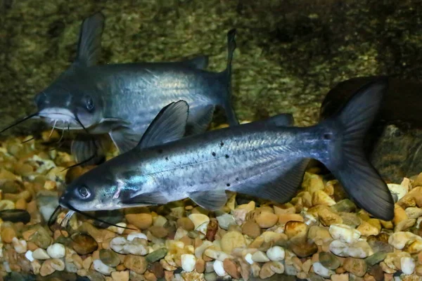 Kanaalmeerval Ictalurus Punctatus Invasieve Soort Spanje Kanaalmeerval Talrijkste Meerval Van — Stockfoto