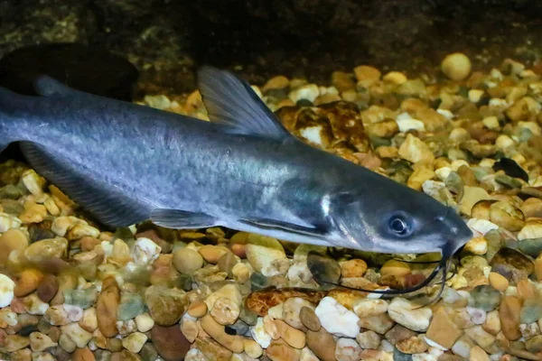 渠道性鲶鱼 Ictalurus Punctatus 是西班牙的入侵物种 渠道性鲶鱼是北美数量最多的淡水鱼 — 图库照片