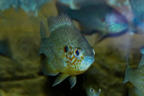 Aybalığı Lepomis Gibbosus Bir Akvaryumda Spanya Avrupa Nın Geri Kalanında — Stok fotoğraf