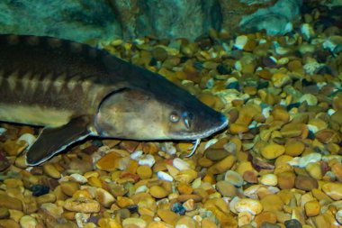 Acipenser naccarii, Adriyatik mersin balığı. Kafa. İspanya, Loja 'da havyar ve diğer ürünleri çıkarmak için esaret altında yetiştirilen balıklar..