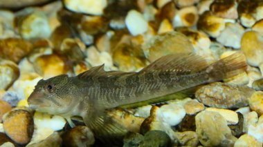 The freshwater blenny (Salaria fluviatilis) is a species of fish in the Blenniidae family. Specimen photographed in an aquarium from the Guadiana river basin, Spain. clipart