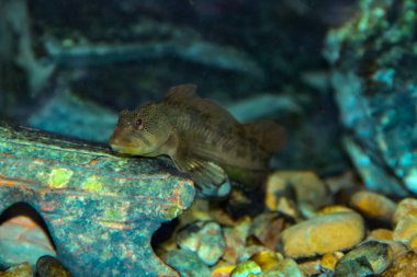 Tatlı su karışımı (