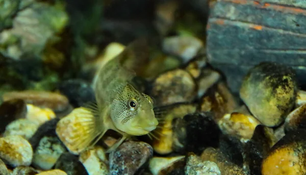 Пресноводный Бленни Salaria Fluviatilis Вид Рыб Семейства Blenniidae Образец Сфотографированный — стоковое фото