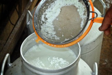 Kirliliği ayırmak için taze süt süzüyor. Endülüs, İspanya.