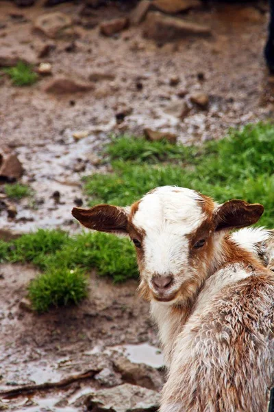 Una Cabra Espaldas Mirando Cámara Campo Granado Andalucía España — Foto de Stock