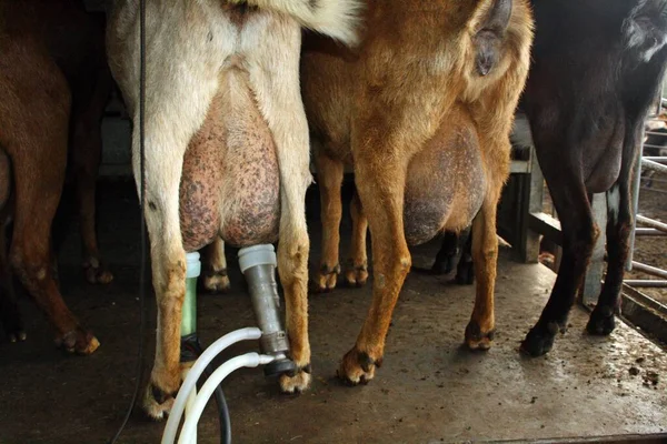 Milking machine working. Milking goats from El Granado, Andalusia (Spain).