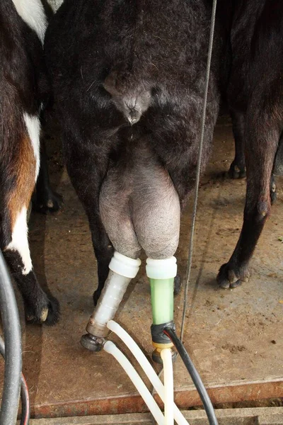 Milking machine working. Milking goats from Andalusia (Spain).