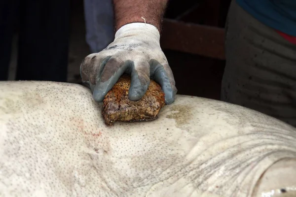 Processo Abate Produção Tradicional Produtos Carne Porco Ibéricos Raspando Pele — Fotografia de Stock