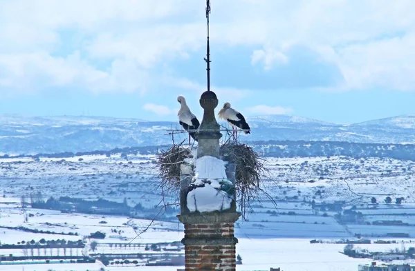 Zwei Störche Auf Einem Glockenturm Von Avila Winter Schneelandschaft Spanien — Stockfoto