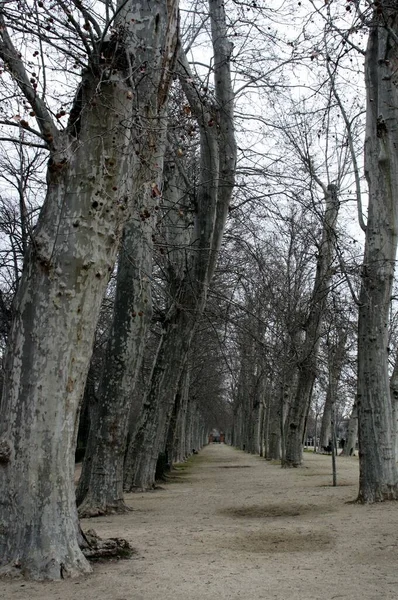 Caminho Parque Real Com Nome Galeria Aranjuez Espanha Inverno — Fotografia de Stock