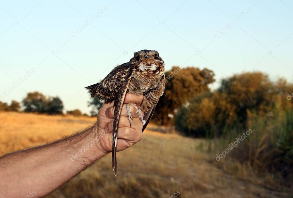 Bird banding for tracking. Red-necked nightjar (Caprimulgus ruficollis) in Spain.