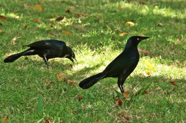 Küba, Varadero 'daki arsız boğaz..