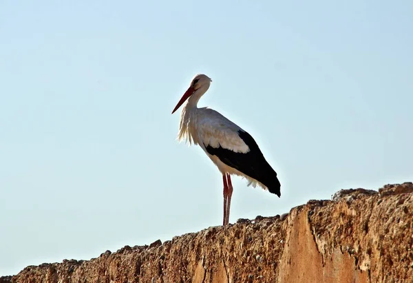 Cicogna Bianca Muro Con Cielo Blu Marrakech Marocco — Foto Stock