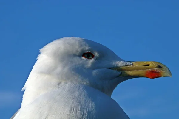 Hlava Racka Žlutonohého Larus Michahellis Krásné Modré Obloze — Stock fotografie