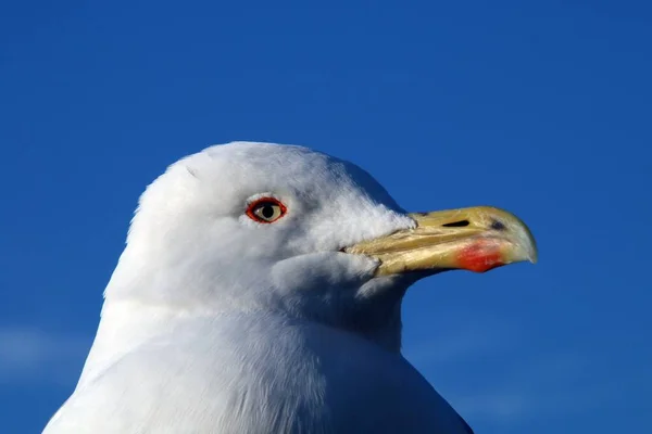 Cabeza Una Gaviota Patas Amarillas Larus Michahellis Hermoso Cielo Azul —  Fotos de Stock