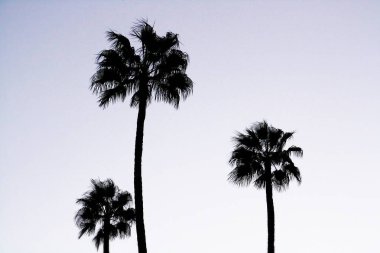 Marakeş 'te üç palmiye ağacının arkası (Fas)).