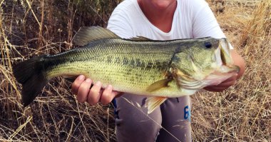 Largemouth levreği (Micropterus salmoides) Huelva, İspanya 'da 1 kg ağırlığındadır. Spor balıkçılığı. Bir balık tutup, yakalayıp salıvermek..