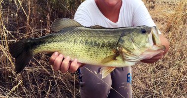 Largemouth bass (Micropterus salmoides) weighing 1 kg fish in Huelva, Spain. Sport fishing. Holding a fish, caught and released. clipart