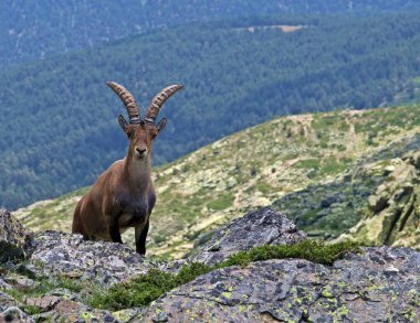 Iberian Ibex (Capra pyrenaica) İspanya 'nın bir uçurumundaki kameraya bakıyor.