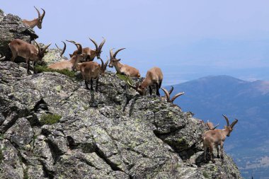 İber İbex (Capra pyrenaica) sürüsü bir uçurumda (İspanya)).