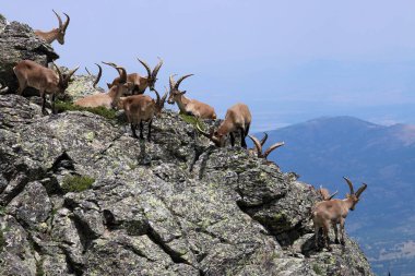Herd of Iberian Ibex (Capra pyrenaica) on a cliff (Spain). clipart