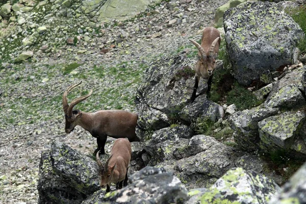 Herd Iberian Ibex Capra Pyrenaica Cliff Spain Iberian Ibex Spanish — Stock Photo, Image