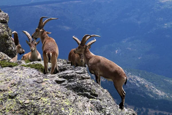 スペインの崖の上にイベリアIbex Capra Pyrenaica の群れ — ストック写真