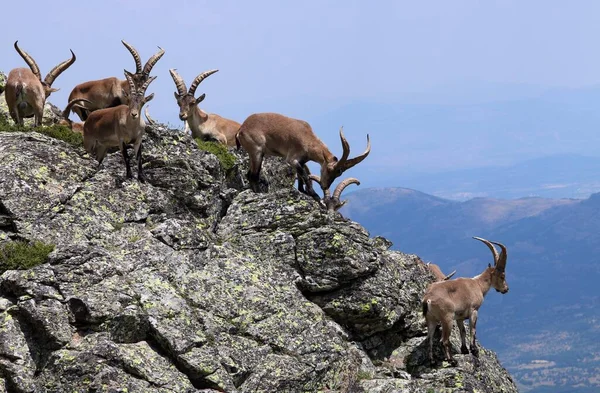 スペインの崖の上にイベリアIbex Capra Pyrenaica の群れ イベリアアイベックス スペインのアイベックス スペインの野生のヤギまたはイベリアの野生のヤギ — ストック写真