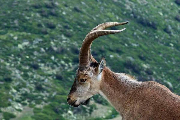 Cabeza Íbice Ibérico Capra Pyrenaica Victoriae Sobre Acantilado España — Foto de Stock