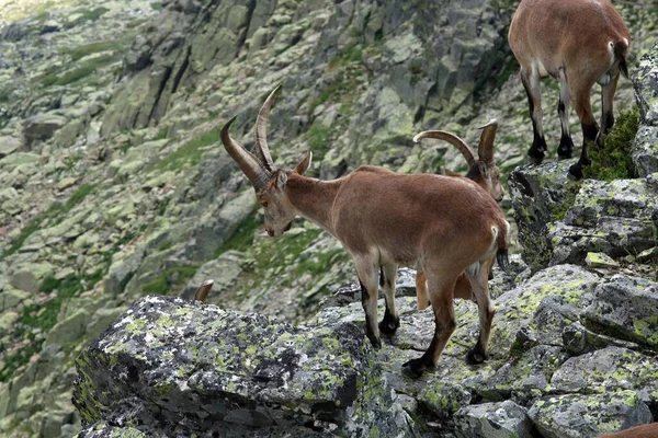 スペインの崖の上にイベリアIbex Capra Pyrenaica の群れ — ストック写真