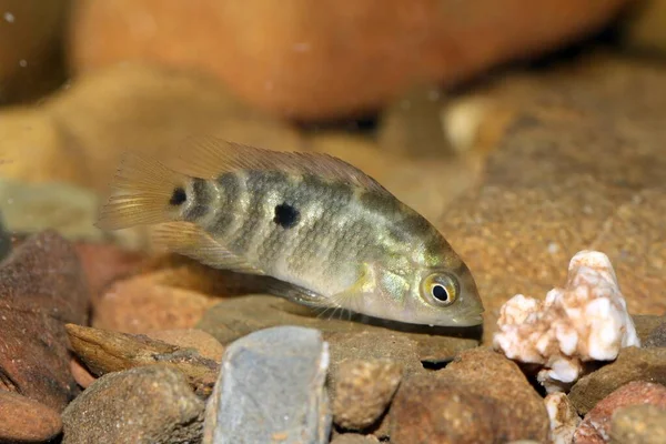 대부분 Cichlid 속하는 물고기인 오스트랄로 헤로스 Australoheros Facetum 남아메리카의 강에서만 — 스톡 사진