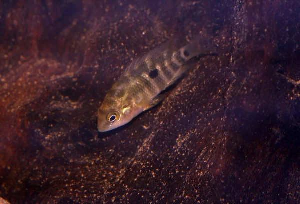 대부분 Cichlid 속하는 물고기인 오스트랄로 헤로스 Australoheros Facetum 남아메리카의 강에서만 — 스톡 사진