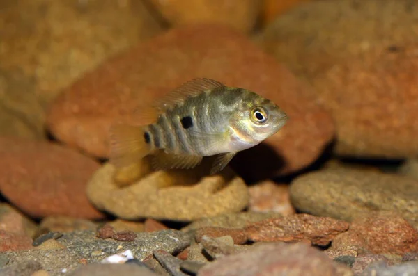 대부분 Cichlid 속하는 물고기인 오스트랄로 헤로스 Australoheros Facetum 남아메리카의 강에서만 — 스톡 사진