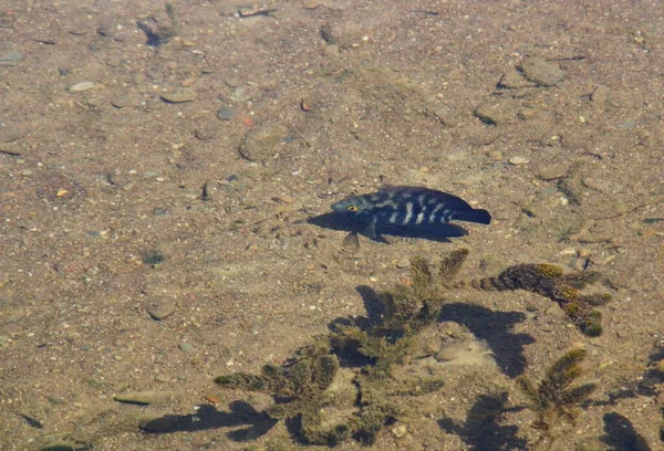 대부분 Cichlid Family 물고기인 오스트랄로 헤로스 Australoheros Facetum 남아메리카의 강에서만 — 스톡 사진