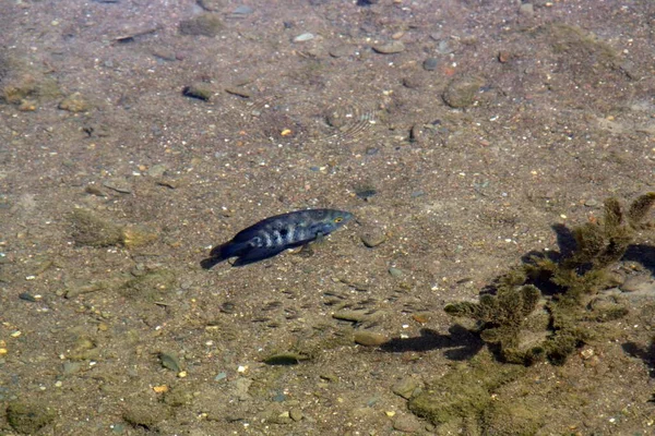 대부분 Cichlid Family 물고기인 오스트랄로 헤로스 Australoheros Facetum 남아메리카의 강에서만 — 스톡 사진