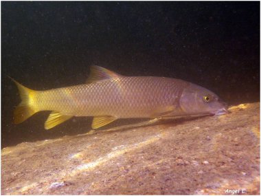 Tajo barbel (Luciobarbus bocagei), Cyprinidae familyasından İspanyol barbel. San Juan, Madrid, İspanya rezervuarındaki su altı görüntüsü.