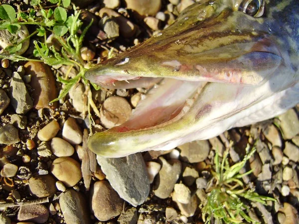 Boca Lúcio Detalhe Das Presas Lúcio Norte Esox Lucius Badajoz — Fotografia de Stock